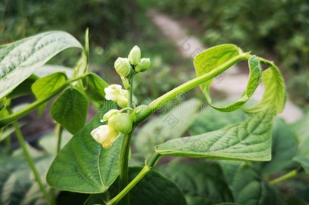 豆花