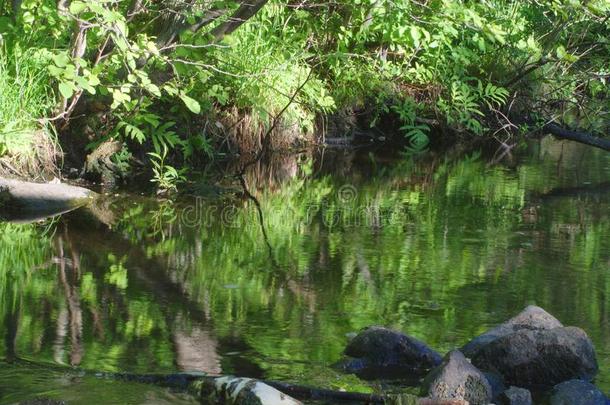 河小湾水和石头反映消遣绿色的包围