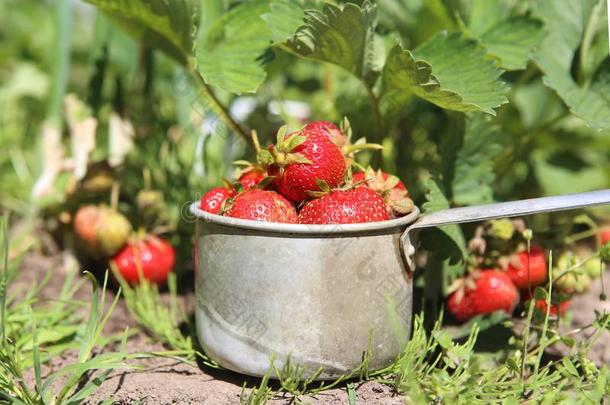 <strong>精选</strong>的在上面成熟的红色的草莓采用自己的事物有机的花园.