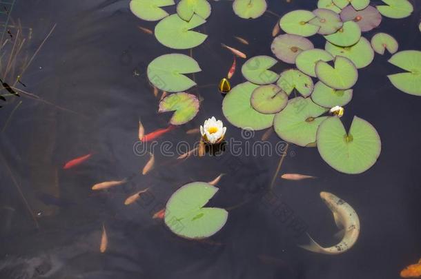 莲花或水百合花花和金鱼