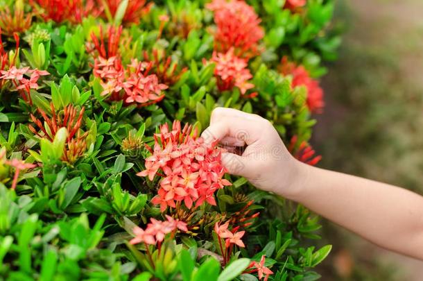 采摘花花瓣采用指已提到的人花园