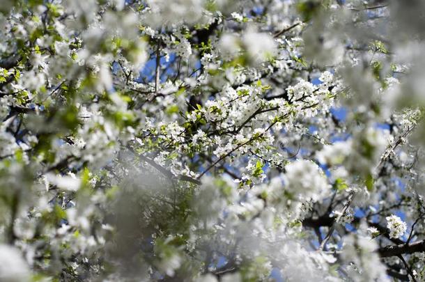美丽的纤弱的春季自然的樱桃花树树枝再一次