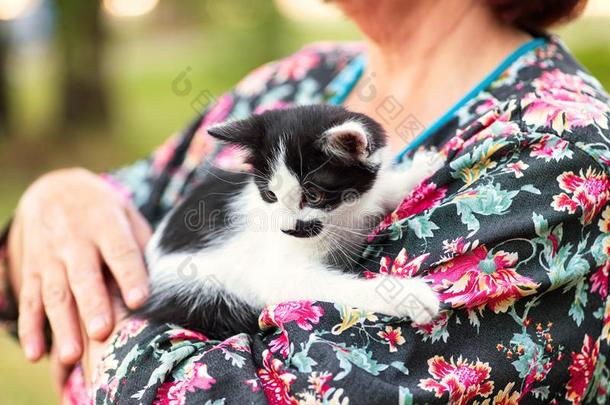 小的小猫采用指已提到的人手关于一wom一n