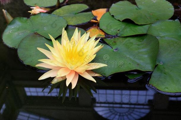 漂亮的明亮的黄色的莲花百合花处在中百合花垫和一反射