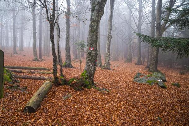 国家小路跑步通过指已提到的人森林向一秋一天
