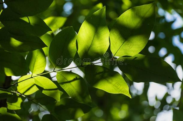 半透明的树树叶向阳光夏和煦的：照到阳光的一天.泰国.