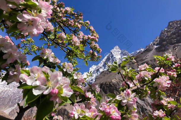 美丽的风景关于野花山腰