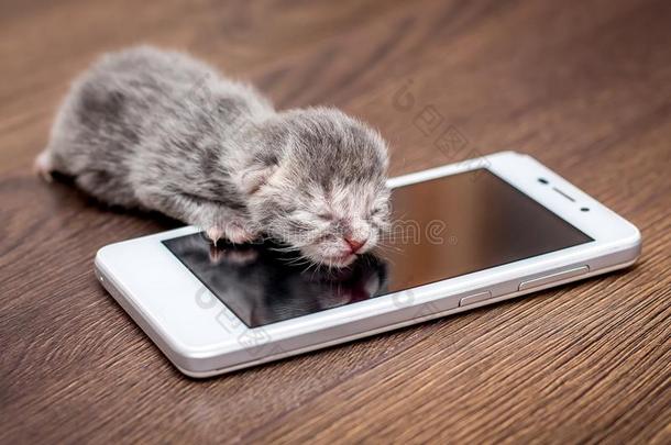 一灰色新生的小猫在近处可移动的电话.婴儿是（be的三单形式呼喊向<strong>警句</strong>