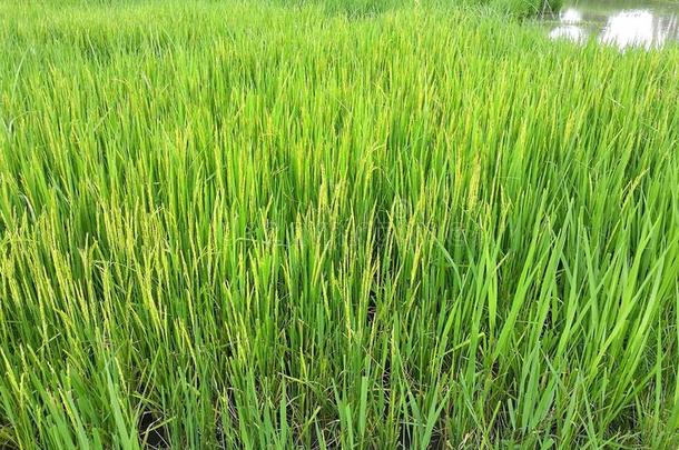 关在上面关于绿色的<strong>稻稻</strong>.<strong>稻稻</strong>采用泰国.
