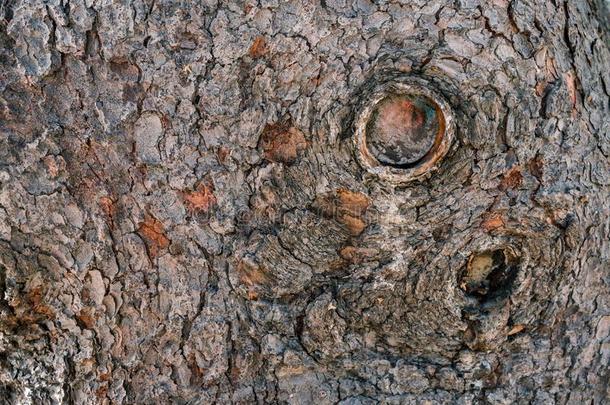 自然的木材背景关于灰色-棕色的树吠叫和圆形的洞