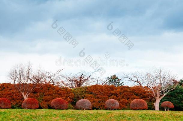 高丽高库公园风景采用秋,函馆,黑色亮漆