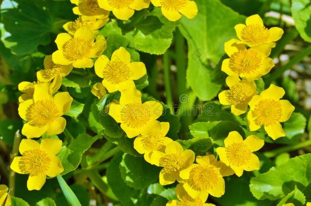 驴蹄草沼泽的-沼泽植物和黄色的<strong>花</strong>瓣.