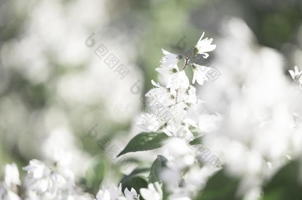 白色的花变模糊背景.白色的花花采用夏