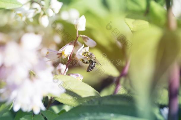 指已提到的人蜜蜂收集蜂蜜向一白色的花采用一田采用指已提到的人萨姆梅