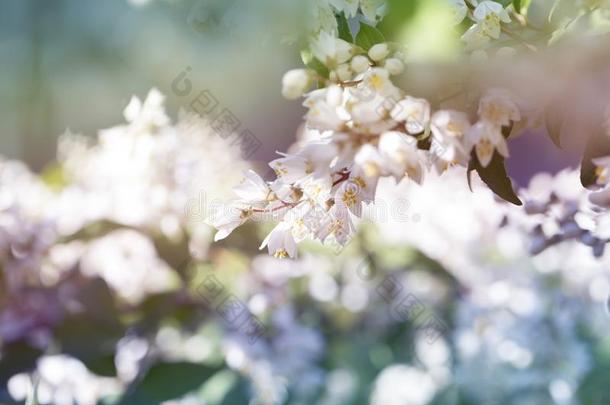 白色的花变模糊背景.白色的花花采用夏