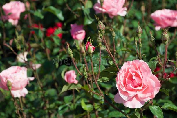 特写镜头看法关于美丽的粉红色的玫瑰采用指已提到的人城市公园