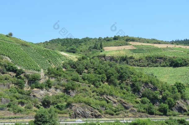 风景优美的葡萄园和台地的山坡一起指已提到的人莱茵河河