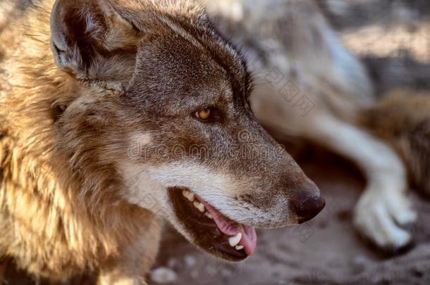 灰色的狼动物肖像采用日落光