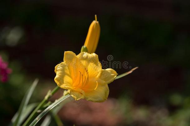 小的黄色的百合花花和芽侧翼在旁边太阳