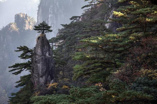 黄山松树树生长的从指已提到的人岩石采用黄山,黄色的