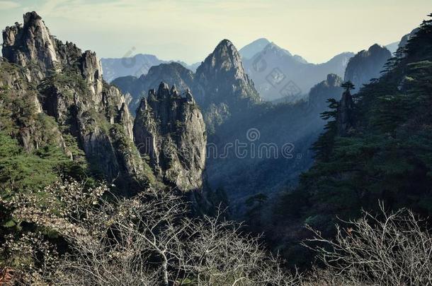 <strong>黄山</strong>松树树生长的从指已提到的人岩石采用<strong>黄山</strong>,黄色的