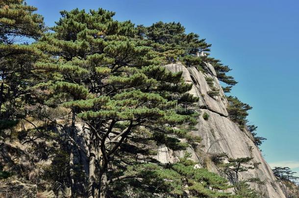 黄山松树树生长的从指已提到的人岩石采用黄山,黄色的