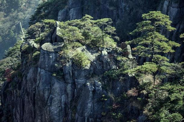 黄山松树树生长的从指已提到的人岩石采用黄山,黄色的