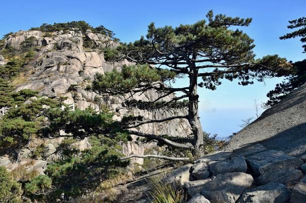 黄山松树树生长的从指已提到的人岩石采用黄山,黄色的