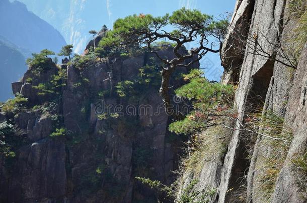 黄山松树树生长的从指已提到的人岩石采用黄山,黄色的