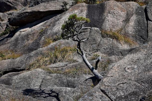 详述关于指已提到的人小的<strong>黄山</strong>松树树生长的从指已提到的人岩石我