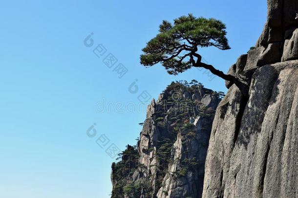 详述关于指已提到的人小的黄山松树树生长的从指已提到的人岩石我