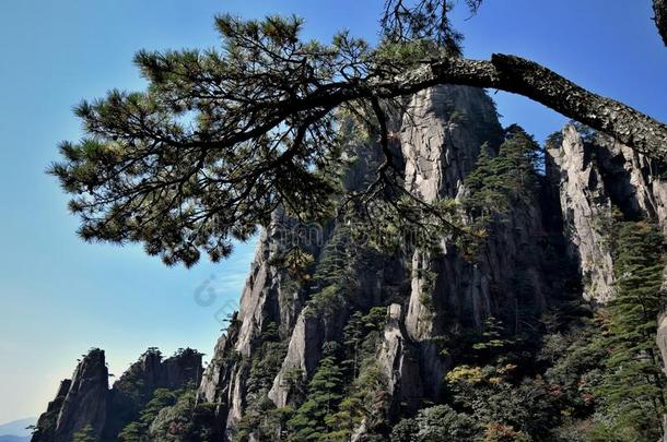 黄山松树树生长的从指已提到的人岩石采用黄山,黄色的