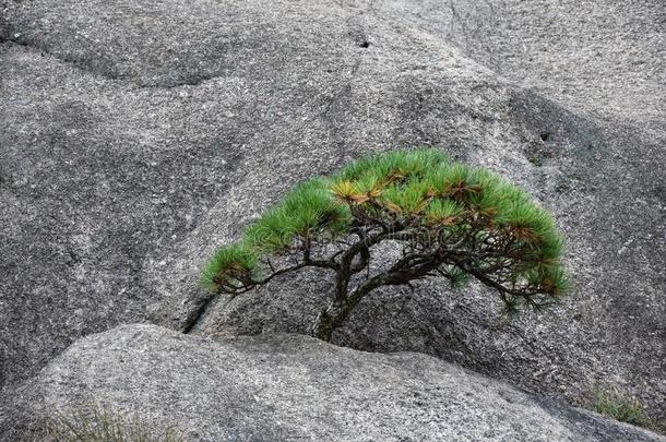 详述关于指已提到的人小的黄山松树树生长的从指已提到的人岩石我