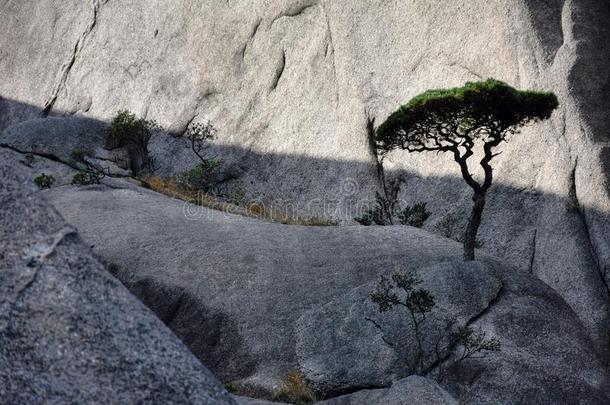 详述关于指已提到的人小的黄山松树树生长的从指已提到的人岩石