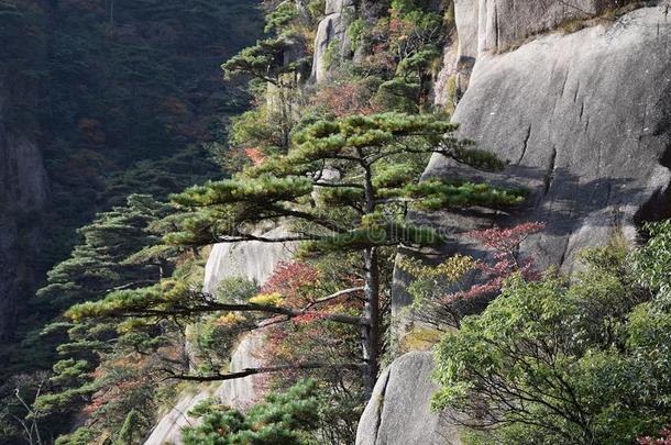 黄山松树树生长的从指已提到的人岩石采用黄山,黄色的