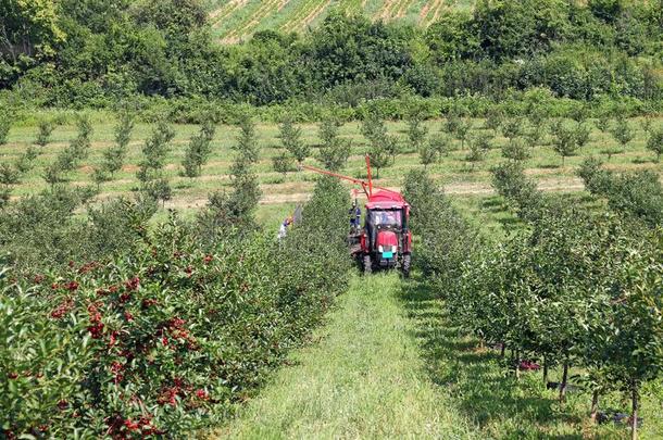 果园农场主和拖拉机和收获机器agriculture农业