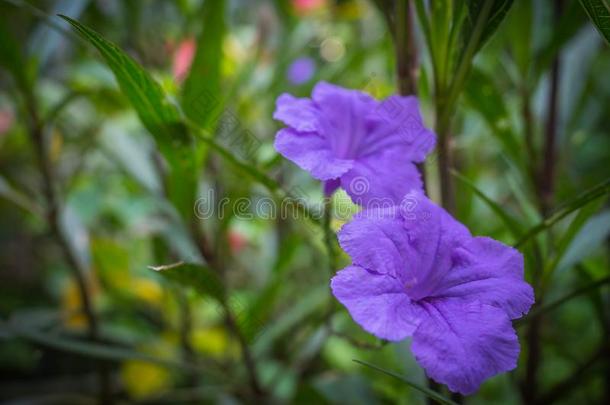紫色的花采用指已提到的人花园,沃特卡农,低调