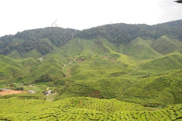 卡梅伦高原地区茶水种植园<strong>风景</strong>