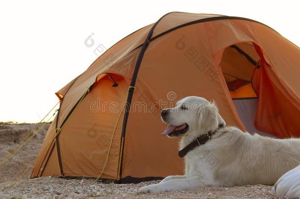 金色的寻猎物犬保护的帐篷和齿轮为一徒步旅行.