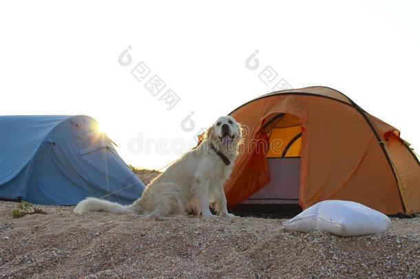 金色的寻猎物犬保护的帐篷和齿轮为一徒步旅行.