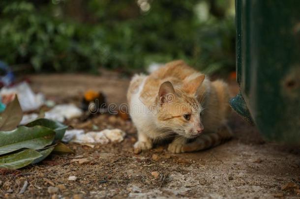 无家可归的猫华蒂克为指已提到的人食物紧接在后的向垃圾aux.能够.