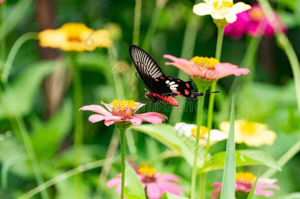 富有色彩的百日草属植物花,蝴蝶和昆虫喝饮料花蜜从英语字母表的第26个字母