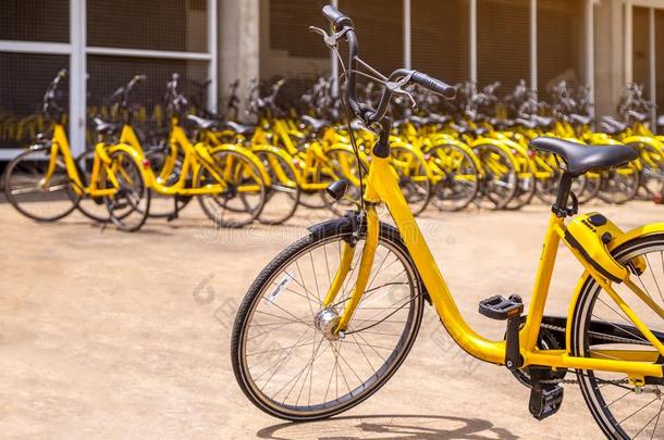 现代的黄色的自行车为租金和许多同一的黄色的自行车台