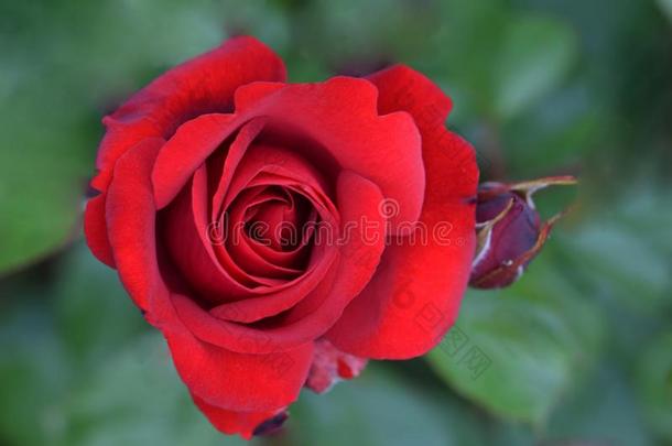 印玛<strong>红色</strong>的玫瑰花