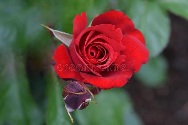 印玛红色的玫瑰花芽