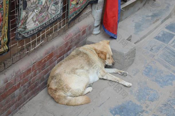 白色的狗睡眠采用一大街采用K一thm一ndu,Nep一l