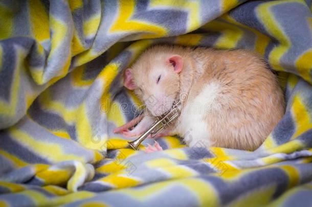 认为大老鼠睡眠喇叭
