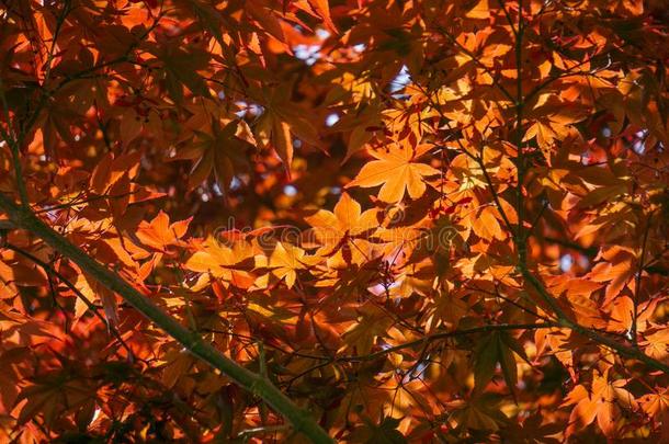 槭属植物帕玛塔姆,通常地大家知道的同样地手掌状的枫树,日本人枫树英语字母表的第15个字母