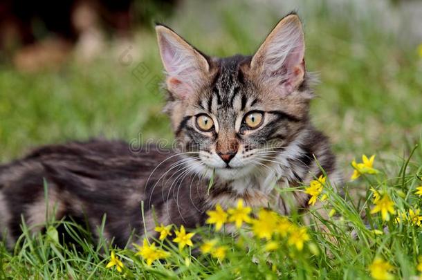 挪威人森林猫小猫和小的黄色的花