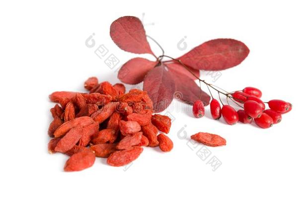 树枝关于成熟的红色的小檗属植物和干燥的枸杞浆果